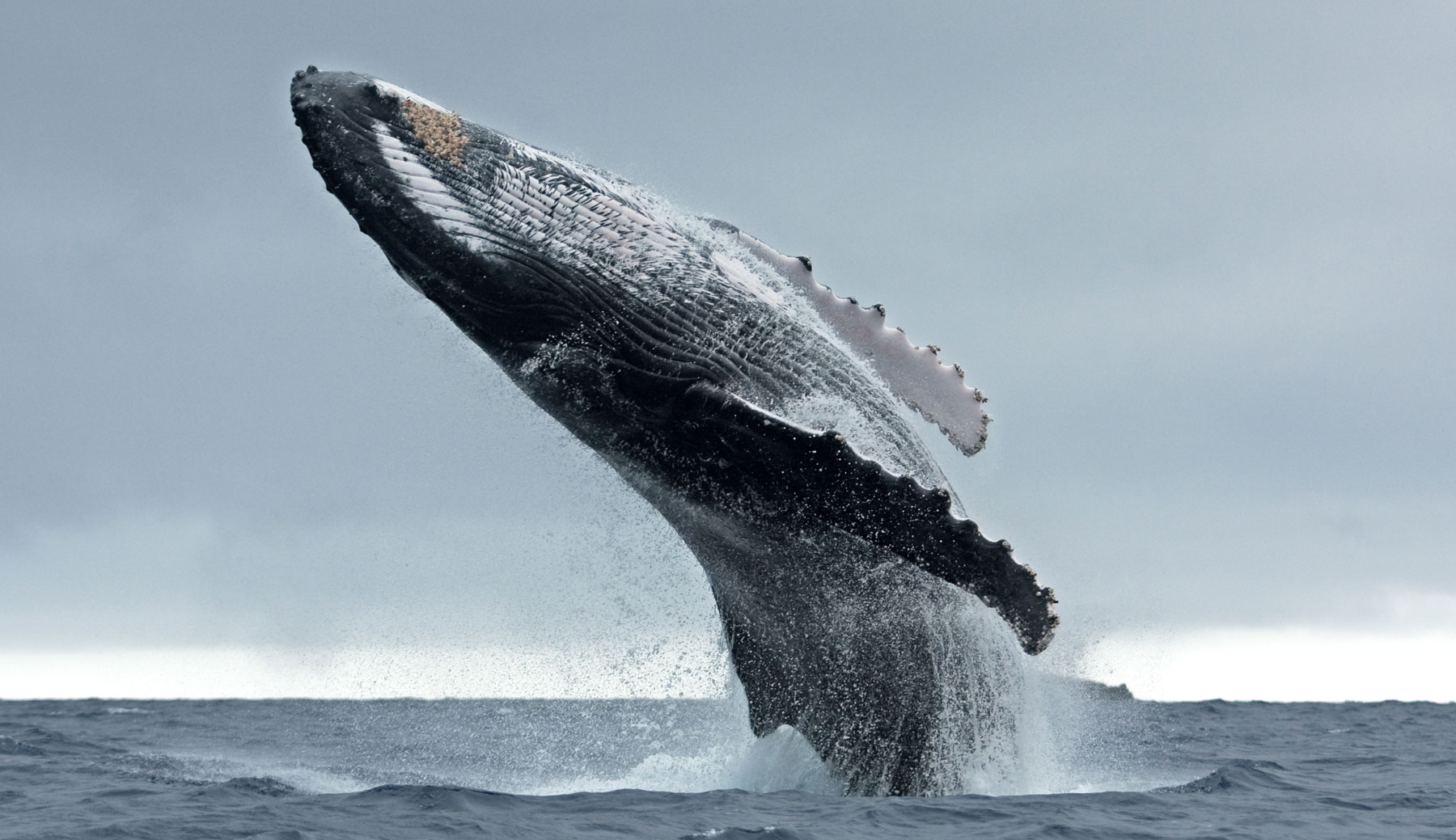 humpback whales breaching in the waters of Tonga in the Pacific Ocean